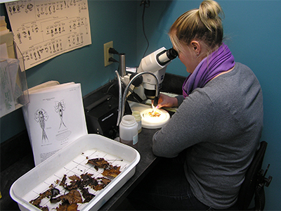 WPC staff study macroinvertebrates to determine that quality of our water.
