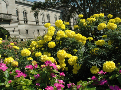 PUBLIC POLICY Flowers