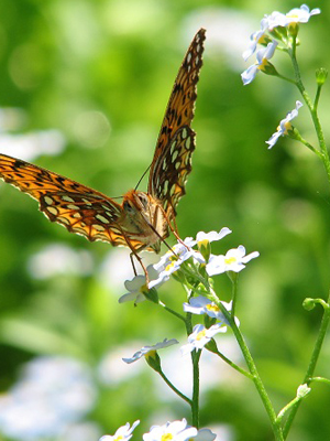 WILDLIFE - Butterfly - Speyeria atlantis