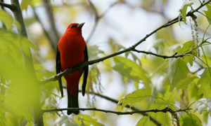 Bird - Scarlet Tanager - credit Hays Cummins