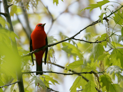 Bird - Scarlet Tanager - credit Hays Cummins