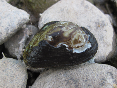 Dwarf wedgemussel, freshwater mussel