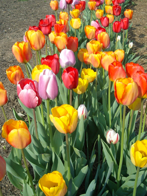 Spring Tulips in our Beltzhoover Community Garden