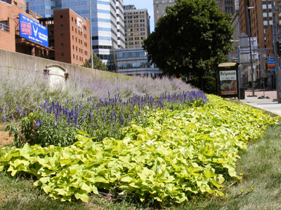 WPC Downtown Greening - Grant Street