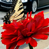 WPC Ft Pitt Tunnel Garden Zinnia Flower with Butterfly