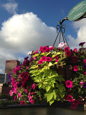 WPC Downtown Pittsburgh Hanging Baskets