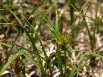 Asiatic sand sedge, photo by Leslie J. Mehrhoff, University of Connecticut, Bugwood.org, CC BY 3.0 US