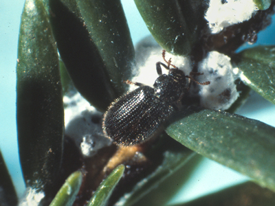 The Ln beetle. Photo by Michael Montgomery, USFS