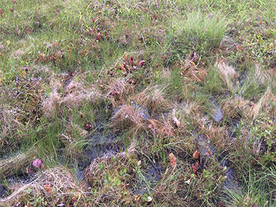 Crumb bog in Somerset County