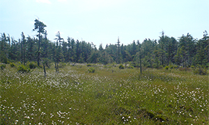 Peatlands in Spruce Flats Bog, Forbes State Forest