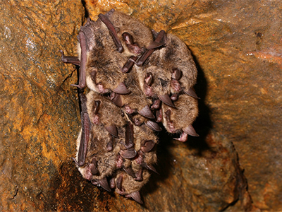 PNHP-Special-at-Risk-Bats-A-cluster-of-Northern-long-eared-bats-hibernating-Charlie-Eichelberger-400x300