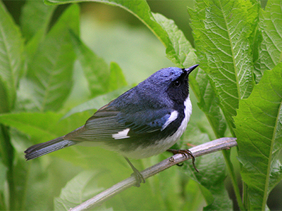 Black-throated blue warbler, Photo by David Yeany