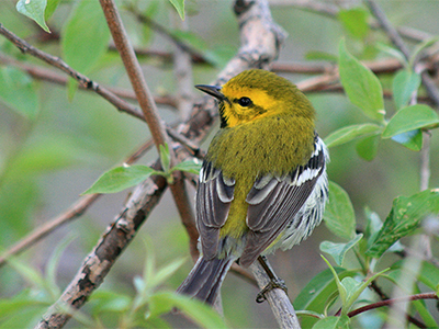 Black-throated green warbler, Photo by David Yeany