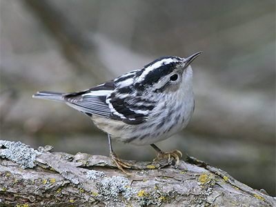 Black and white warbler, Photo by David Yeany