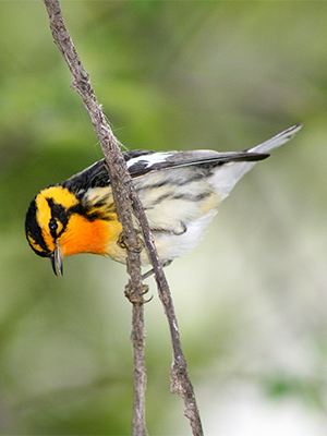 Blackburnian warbler, photo by David Yeany