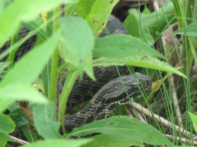 Eastern Massassauga Rattlesnake