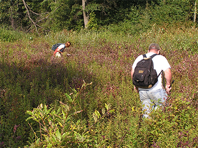 Staff looking for eastern massasauga rattlenakes at the Jennings Environmental Education Center, Butler County.