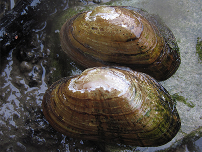 Brook floater, freshwater mussel species