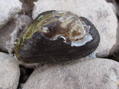 Dwarf wedge mussel, freshwater mussel species