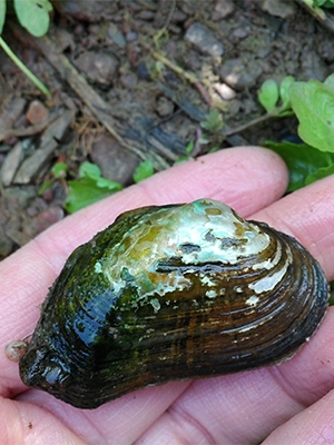 Brook floater, mussel species at risk