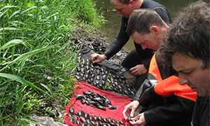 Mussel surveying and processing