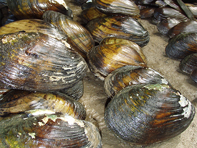 A variety of freshwater closed mussel shells, including fatmuckets and spikes, of various sizes. They vary in color from light brown to dark brown . Some have white markings on their shells.