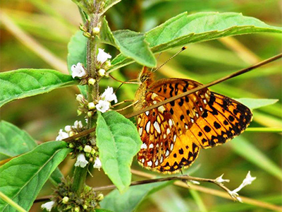 Silver-bordered fritillary, wetland butterfly