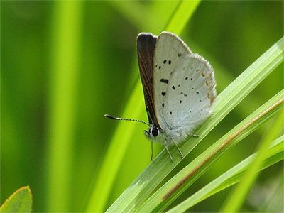 Bog copper, wetland butterfly