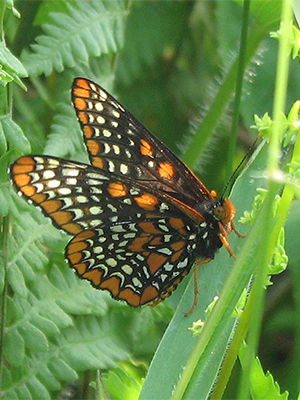 Baltimore checkerspot wetland butterfly