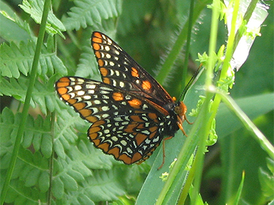 Baltimore checkerspot, photo by Pete Woods