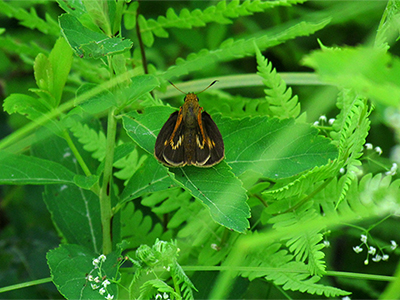 Black dash, wetland butterfly