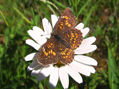 Harris' checkerspot, wetland butterfly