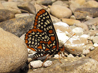 Baltimore checkerspot, wetland butterfly