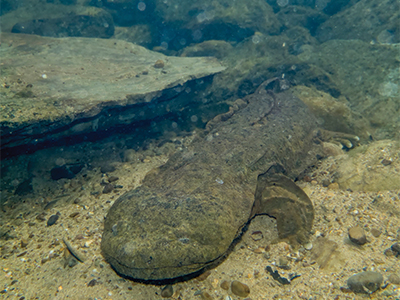 Eastern hellbender salamander has a stout body, wide flattened head, small eyes, and four short legs. It appears to be smiling. It's skin is grayish brown.