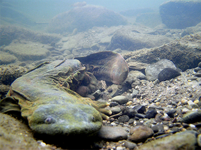 Eastern hellbender salamander, French Creek