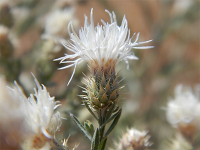 Diffuse knapweed - Photo by Matt Lavin, Montana State University, CC BY-SA 2.0
