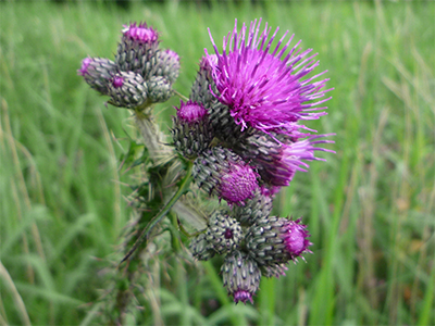 Marsh thistle, photo by Peter O’Connor, CC BY-SA 2.0