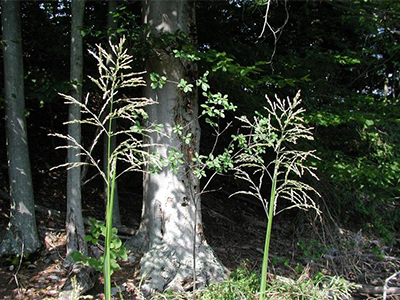 Reed mannagrass, Photo Credit: Alexander Baransky via iNaturalist (CC-BY-NC)