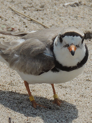 Piping plover. Photo by PA Game Commission, C. Haffner. Piping plover. Photo by PA Game Commission, C. Haffner.
