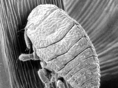 Microscopic view of hemlock woolly adelgid. Photo by Richard Hirth, USFS.