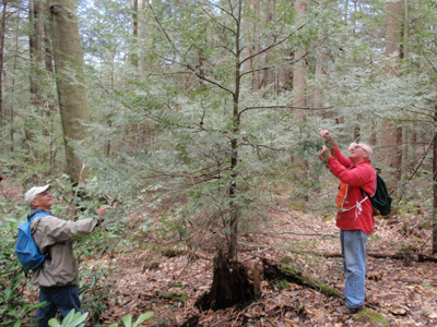 WPC volunteers inspect eastern hemlock trees at Bear Run Nature Reserve in Fayette County as they monitor the HWA population 