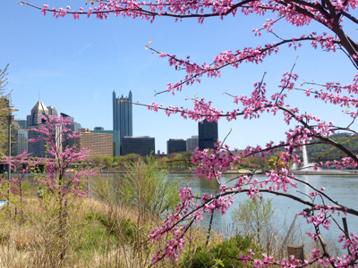 WPC Redbud Project - Downtown Pittsburgh Greening