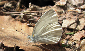 West Virginia white butterfly