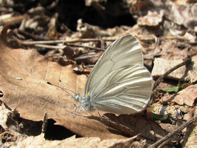 WV White butterfly