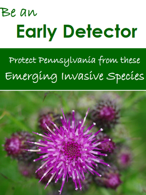 Emergine Invasive Species brochure logo