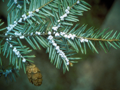 Hemlock woolly adelgid. Photo by the Connecticut Agricultural Experiment Archive.