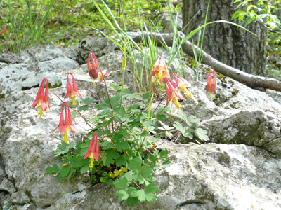 Wild columbine growing in limestone habitat