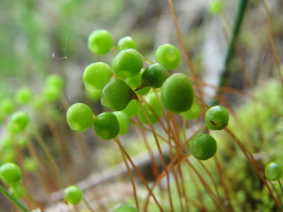 Apple moss (Bartramia pomiformis) growing in a Great Lakes Bluff Seep. The spherical sporophytes of this moss gave it its name.
