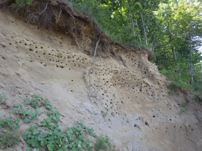 Bank swallow burrows at the top of a bluff face.