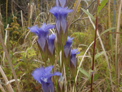 Blooming later than almost any other wildflower, fringed gentians add an unexpected splash of color to the bluffs on October days.